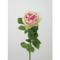 Detail - Ruža ks Ruža ks