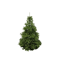 Smrek NATURA 2,20m