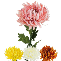 Detail - Chryzantéma ks 65 cm mix farieb Chryzantéma ks 65 cm mix farieb