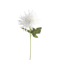 Detail - Chryzantéma ks 74cm biela Chryzantéma ks 74cm biela