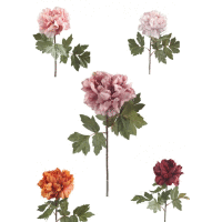 Detail - Peónia ks 56cm mix Peónia ks 56cm mix